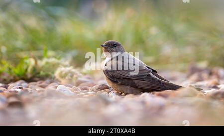 Crag martin (Ptyonoprogne rupestris) auf der Suche nach Nistmaterial am Boden, La Serena Steppe Gebiet, Extremadura, Spanien Stockfoto