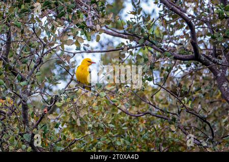 Oriole (Oriolus oriolus) männlich sitzend im Olivenbaum, La Serena Steppe, Extremadura, Spanien Stockfoto