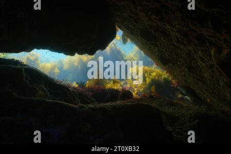 Ausgang einer Höhle unter Wasser mit Meeresalgen im Atlantik, natürliche Szene, Spanien, Galicien, Rias Baixas Stockfoto