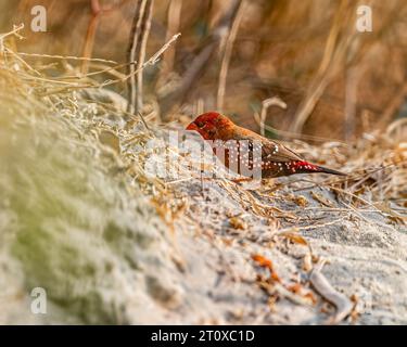 Ein roter Avadavat, der auf einem Feld umherstreift Stockfoto