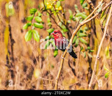 Eine rote Avadavat, die auf einem Baum liegt Stockfoto