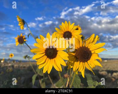 Wilde Sonnenblumen wachsen entlang einer New Mexico Nebenstraße Stockfoto