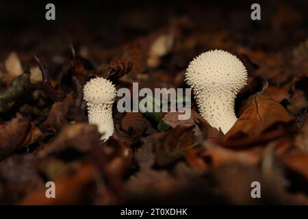 Gewöhnliche Papageienpilze (Lycoperdon perlatum) im britischen Wald Stockfoto