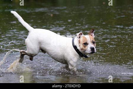 Staffordshire Bull Terrier Hund spielt im Fluss Stockfoto