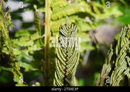 Nahaufnahme von Sporen mit Strobilus von Straußenfarn, fiddlehead Farn, Shuttlecock Farn (Matteuccia struthiopteris). Familie Onocleaceae. Holländischer Garten. Stockfoto