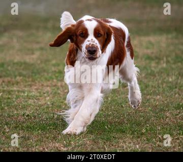 Welsh Springer Spaniel rennt zur Kamera Stockfoto