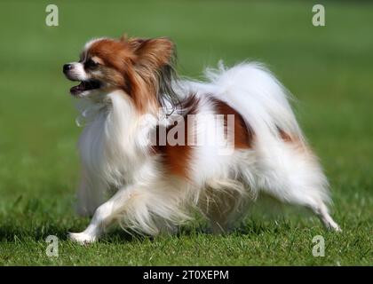 Sable und White Papillon (auch Continental Toy Spaniel genannt) Welpe bewegt sich auf Gras Stockfoto