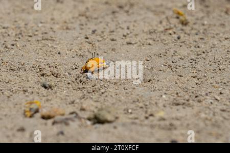Kleine Fiddler Krabbe mit großer heller Klaue auf Sand auf Fidschi. Stockfoto