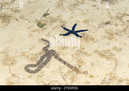 Lange Meereswürmer und Seesterne im Flachwasser auf den Fidschi-Inseln. Stockfoto