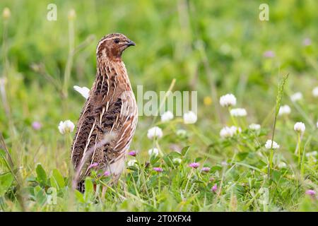 Wachtel (Coturnix coturnix), Seitenansicht eines erwachsenen Mannes, der auf dem Boden steht, Kampanien, Italien Stockfoto