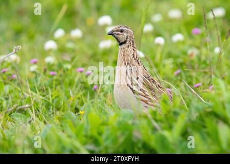 Wachtel (Coturnix coturnix), Seitenansicht eines erwachsenen Mannes, der auf dem Boden steht, Kampanien, Italien Stockfoto