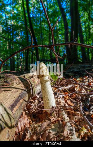 Das gemeinsame Stinkhorn, Phallus impudicus. Pilz im Wald. Stockfoto