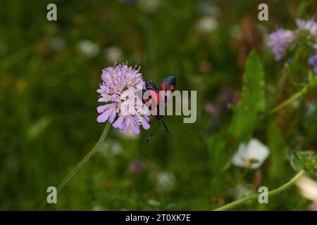 Zygaena lonicerae Familie Zygaenidae Gattung Zygaena Narrow-umrandete fünf-Spot burnet Moth wilde Natur Insektenfotografie, Bild, Tapete Stockfoto