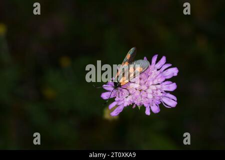 Zygaena viciae Familie Zygaenidae Gattung Zygaena neuer Wald burnet Moth wilde Natur Insektenfotografie, Bild, Tapete Stockfoto