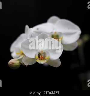 1001 White Phalaenopsis Philippinensis orchdis, endemisch auf der Insel Luzon, in den Fitzroy Gardens. Melbourne-Australien. Stockfoto
