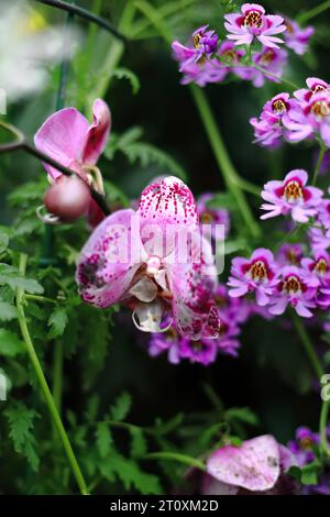 1004 Blumen von Phalaenopsis Fuller's Sunset Orchidee aus milchig gelb-grünen Blumen mit lila Lippe, Fitzroy Gardens. Melbourne-Australien. Stockfoto