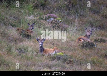 Eine kleine Gruppe von Red Deer Cervus elaphus, die in den Highlands von North West Mull, Schottland, ruht. Stockfoto