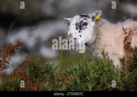 Hausschafe Ovis aries, die auf der Vegetation auf der Insel Mull, Sctoland, Großbritannien weiden Stockfoto