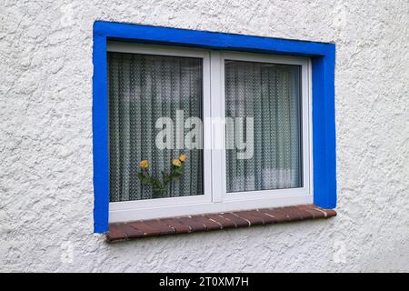 Blau gerahmtes Fenster mit Vorhängen und einer Vase mit gelben Rosen hinter dem Glas Stockfoto