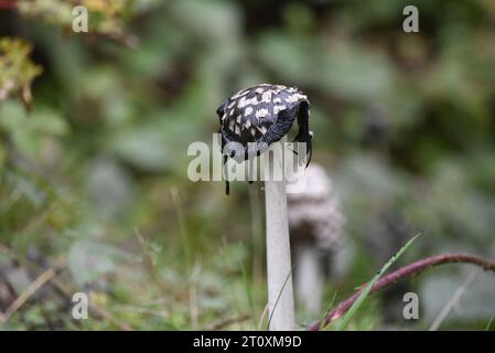 Mitte Vordergrundbild eines hängenden Reifen, flach, tropfender Shaggy Inkcap Pilz (Coprinus comatus), vor einem unscharfen Hintergrund, Großbritannien Stockfoto