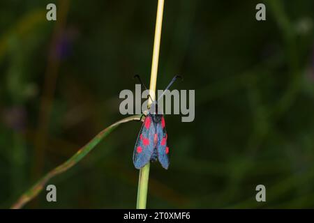 Zygaena lonicerae Familie Zygaenidae Gattung Zygaena Narrow-umrandete fünf-Spot burnet Moth wilde Natur Insektenfotografie, Bild, Tapete Stockfoto