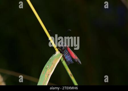 Zygaena lonicerae Familie Zygaenidae Gattung Zygaena Narrow-umrandete fünf-Spot burnet Moth wilde Natur Insektenfotografie, Bild, Tapete Stockfoto