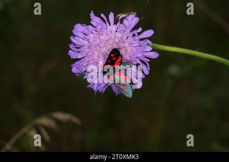 Zygaena lonicerae Familie Zygaenidae Gattung Zygaena Narrow-umrandete fünf-Spot burnet Moth wilde Natur Insektenfotografie, Bild, Tapete Stockfoto