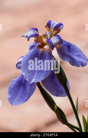 Blaue Iris auf einem pfirsichfarbenen Hintergrund Stockfoto