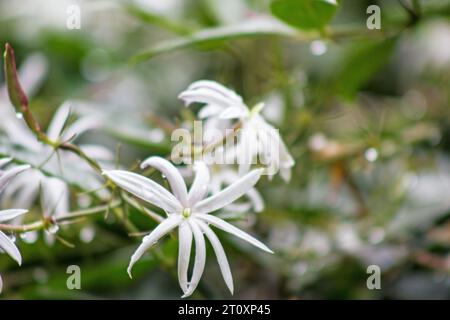 Jasmin, Jasminum nitidum Pflanze und Blumen und Tropfen auf natürlichem Hintergrund Stockfoto