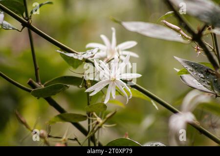 Jasmin, Jasminum nitidum Pflanze und Blumen und Tropfen auf natürlichem Hintergrund Stockfoto