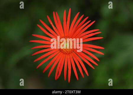 Eine rote Gerbera Gänseblümchen Stockfoto