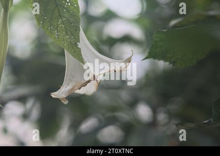 Dornapfel in Blüte in einem tropischen Garten aus nächster Nähe gesehen Stockfoto