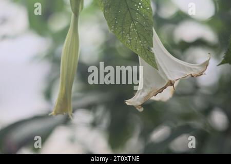 Dornapfel in Blüte in einem tropischen Garten aus nächster Nähe gesehen Stockfoto