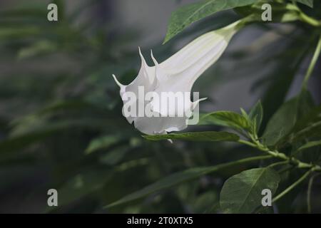 Dornapfel in Blüte in einem tropischen Garten aus nächster Nähe gesehen Stockfoto