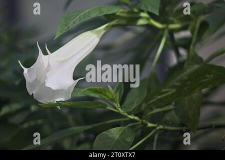 Dornapfel in Blüte in einem tropischen Garten aus nächster Nähe gesehen Stockfoto