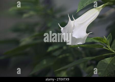 Dornapfel in Blüte in einem tropischen Garten aus nächster Nähe gesehen Stockfoto