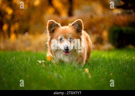 Der süße, flauschige walisische Corgi Pembroke läuft durch den grünen Rasen im Stadtpark. Der bezaubernde Corgi in Aktion. Stockfoto