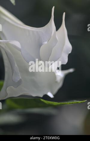 Dornapfel in Blüte in einem tropischen Garten aus nächster Nähe gesehen Stockfoto