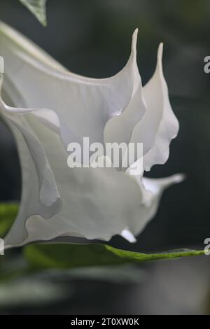 Dornapfel in Blüte in einem tropischen Garten aus nächster Nähe gesehen Stockfoto