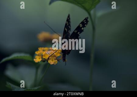 Butterlfy auf einer Blume aus der Nähe Stockfoto