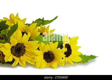 Sonnenblumen isoliert auf weißem Hintergrund mit Kopierraum Stockfoto