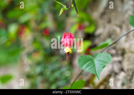 Rote Abutilon Megapotamicum Blume blüht im Garten aus nächster Nähe. Callianthe megapotamica in Blüte Stockfoto