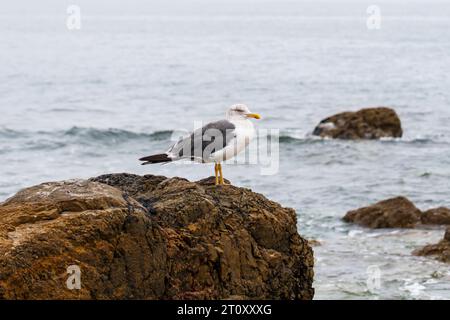 Eine Seemöwe, die auf einem Felsen gegen die Wellen der Meeresbrandung thront Stockfoto