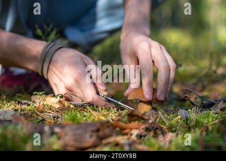 Mann Pilzpflücker sammelt essbare Pilze im Herbstwald, Hand Nahaufnahme. Stockfoto