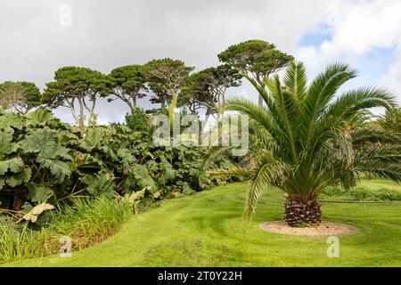 Falmouth Conwall, September 2023, Queen Mary Gardens wurde 1912 hinter Gyllyngvase Beach mit Monterey Pines, England, Großbritannien, eröffnet Stockfoto