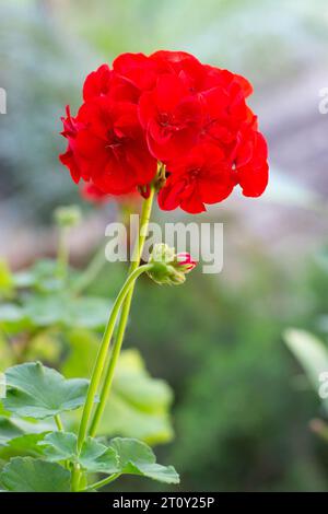 Schöne Geranie mit roten Blüten in voller Blüte. Stockfoto