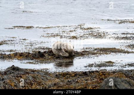 Robbe liegt am Strand von Ytri Tunga in Island Stockfoto