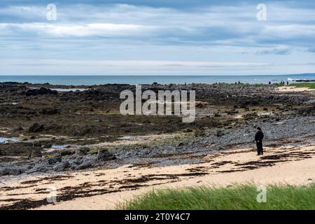 Ytri Tunga, Island - 1. Juli 2023: Touristen suchen am Strand von Ytri Tunga auf der Halbinsel Snaefellsness nach Robben und Seelöwen Stockfoto