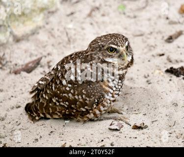 Eulen Florida Burrowing Owl Close-up-Profil, das auf Sandgrund sitzt und braunes Federgefieder, Schnabel, Augen und Füße in seiner Umgebung zeigt. Stockfoto