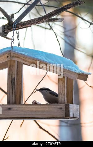 Der kleine Nackenvogel, Sitta europaea, isst aus hausgemachtem Holzfutterhäuschen. Vogelfütterung im Winter. Vertikales Foto. Stockfoto